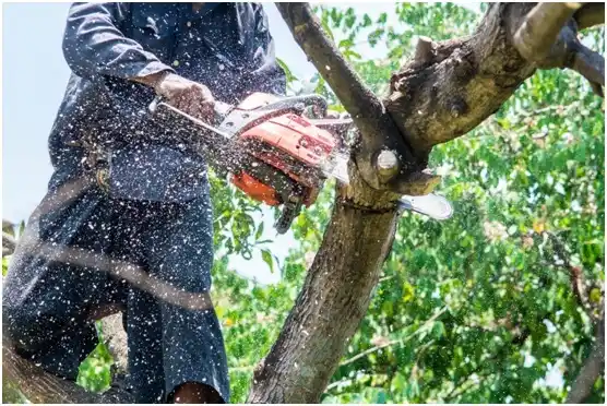 tree services Avalon